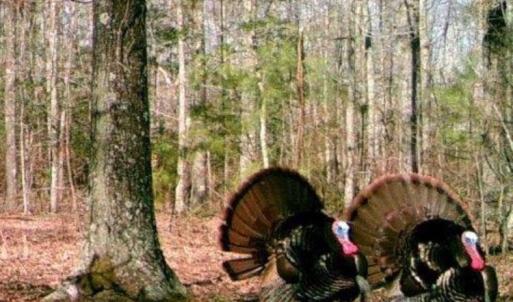 Photo #25 of 4048 OLD GRAIN RD, CORBIN, VA 843.0 acres