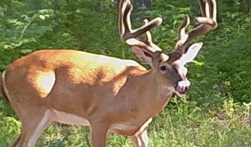 Photo #27 of 4048 OLD GRAIN RD, CORBIN, VA 843.0 acres