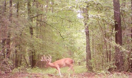 Photo #23 of 4048 OLD GRAIN RD, CORBIN, VA 843.0 acres