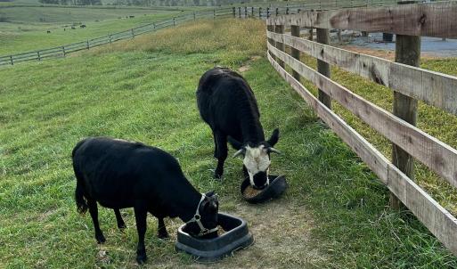 Photo #73 of 1065 MIDDLEBROOK RD, STAUNTON, VA 15.4 acres