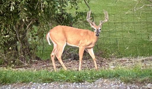Photo #49 of 1065 MIDDLEBROOK RD, STAUNTON, VA 15.4 acres