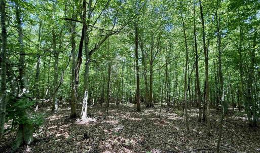 Photo #13 of WELSHMAN LN, MINERAL, VA 13.5 acres