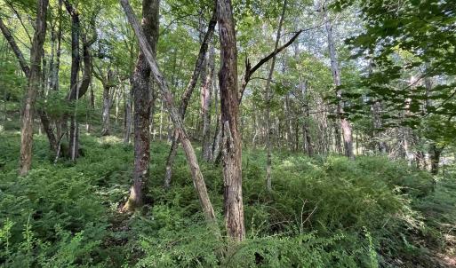 Photo #1 of TBD FISH HATCHERY LN, MONTEBELLO, VA 5.2 acres