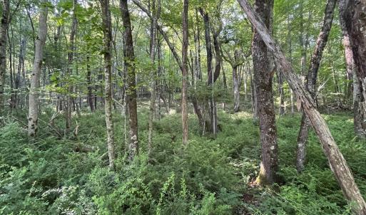 Photo #3 of TBD FISH HATCHERY LN, MONTEBELLO, VA 5.2 acres