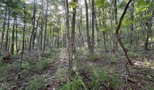 Photo #2 of TBD FISH HATCHERY LN, MONTEBELLO, VA 5.2 acres