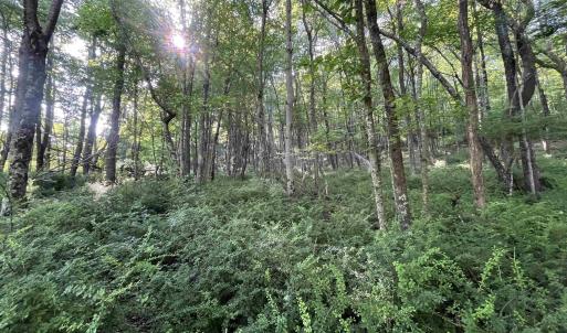 Photo #4 of TBD FISH HATCHERY LN, MONTEBELLO, VA 5.2 acres