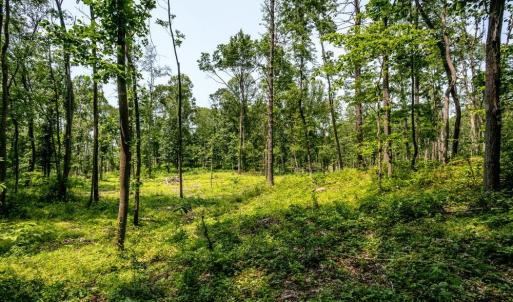 Photo #7 of PINEY WOODS RD, TIMBERVILLE, VA 15.2 acres