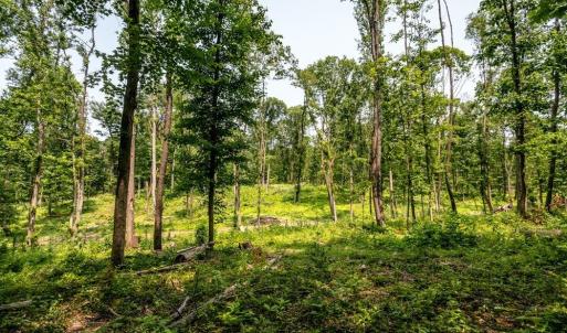 Photo #4 of PINEY WOODS RD, TIMBERVILLE, VA 15.2 acres