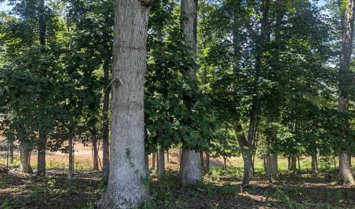 Photo #11 of Lot 7 ADVANCE MILLS RD, RUCKERSVILLE, VA 2.5 acres