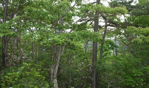 Photo #2 of 43 HIGH VALLEY SOUTH, MONTEREY, VA 5.0 acres