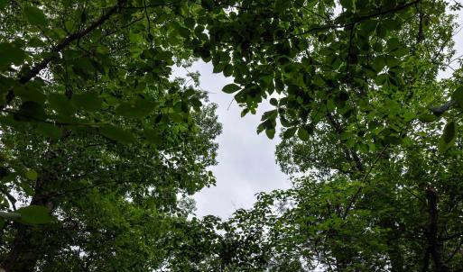 Photo #4 of TOWER MOUNTAIN LN, MOUNT JACKSON, VA 12.5 acres