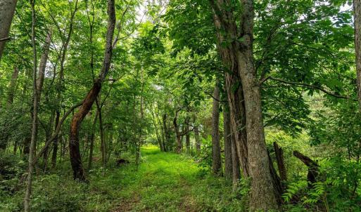 Photo #10 of TBD WILLIAMSBURG RD, LINVILLE, VA 10.0 acres