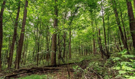 Photo #16 of TBD WILLIAMSBURG RD, LINVILLE, VA 10.0 acres