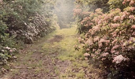 Photo #27 of TBD HALTERMAN HOLLOW LN, MONTEREY, VA 173.8 acres