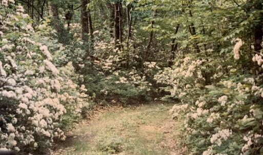 Photo #26 of TBD HALTERMAN HOLLOW LN, MONTEREY, VA 173.8 acres
