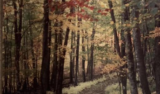Photo #29 of TBD HALTERMAN HOLLOW LN, MONTEREY, VA 173.8 acres