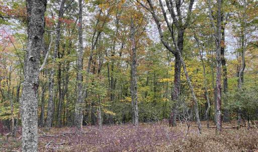 Photo #28 of TBD HALTERMAN HOLLOW LN, MONTEREY, VA 173.8 acres