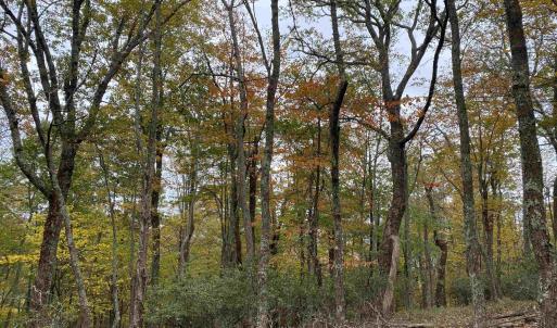 Photo #27 of TBD HALTERMAN HOLLOW LN, MONTEREY, VA 173.8 acres
