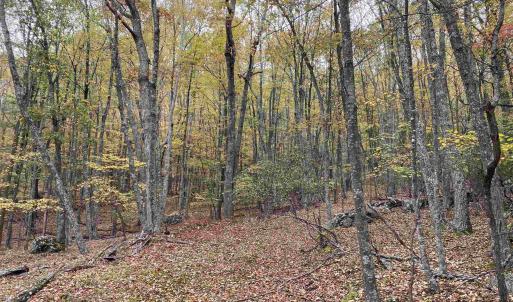 Photo #40 of TBD HALTERMAN HOLLOW LN, MONTEREY, VA 173.8 acres