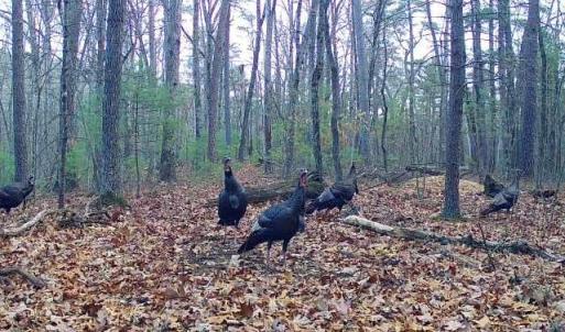 Photo #36 of TBD STRIBLING SPRINGS RD, MOUNT SOLON, VA 33.0 acres
