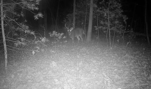 Photo #37 of TBD STRIBLING SPRINGS RD, MOUNT SOLON, VA 33.0 acres