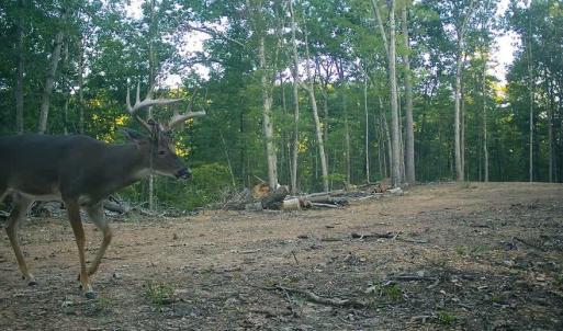 Photo #33 of TBD STRIBLING SPRINGS RD, MOUNT SOLON, VA 33.0 acres