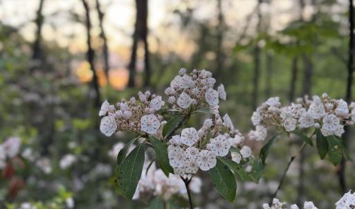 Photo #23 of TBD STRIBLING SPRINGS RD, MOUNT SOLON, VA 33.0 acres