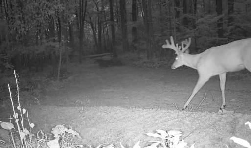 Photo #34 of TBD STRIBLING SPRINGS RD, MOUNT SOLON, VA 33.0 acres