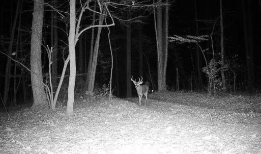 Photo #35 of TBD STRIBLING SPRINGS RD, MOUNT SOLON, VA 33.0 acres