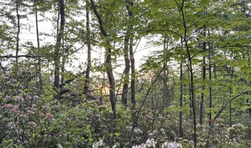 Photo #24 of TBD STRIBLING SPRINGS RD, MOUNT SOLON, VA 33.0 acres