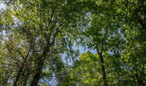 Photo #39 of TBD STRIBLING SPRINGS RD, MOUNT SOLON, VA 33.0 acres