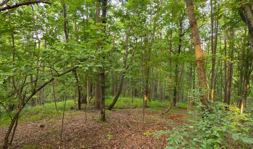 Photo #8 of Lot 22 MOUNTAIN LAUREL RDG, CHARLOTTESVILLE, VA 6.6 acres