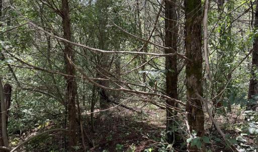 Photo #12 of TBD FISHPOND RD, HOWARDSVILLE, VA 6.4 acres