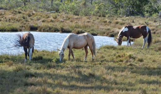 Photo #27 of Lot 254 NAVIGATOR DR, GREENBACKVILLE, VA 10.0 acres