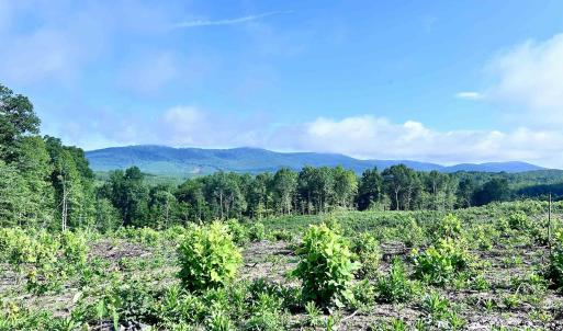 Photo #59 of HUNTING LODGE RD, SCHUYLER, VA 41.9 acres