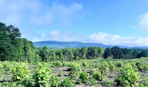 Photo #2 of HUNTING LODGE RD, SCHUYLER, VA 41.9 acres