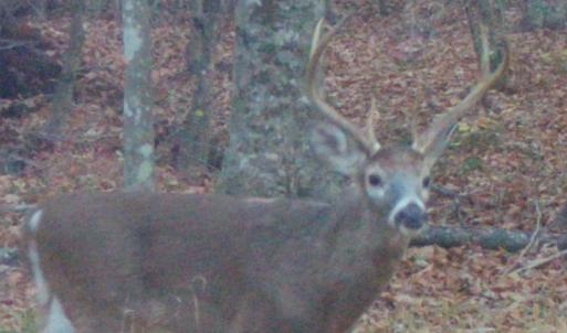 Photo #22 of Lots 1 & 2 CONSTITUTION RTE, SCOTTSVILLE, VA 40.1 acres