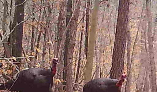 Photo #23 of Lots 1 & 2 CONSTITUTION RTE, SCOTTSVILLE, VA 40.1 acres