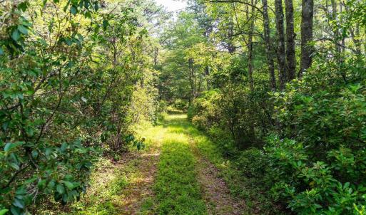 Photo #21 of MUDDY RUN RD, WILLIAMSVILLE, VA 40.8 acres