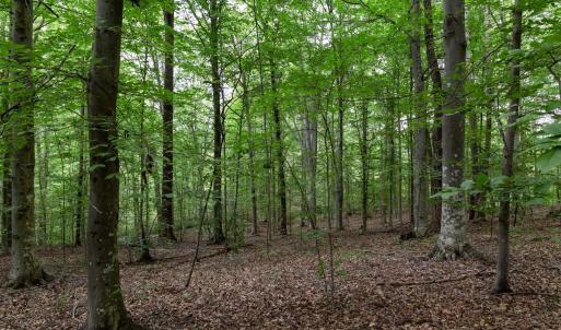 Photo #5 of Lot 68 PALMER PL, RUCKERSVILLE, VA 2.4 acres