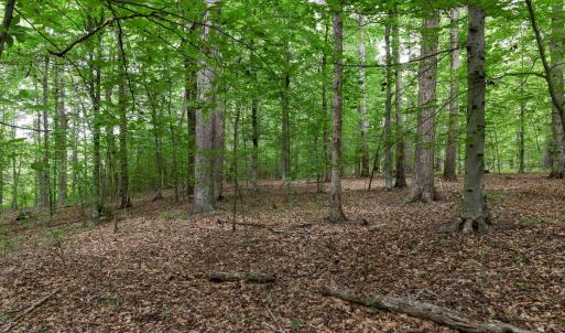 Photo #4 of Lot 68 PALMER PL, RUCKERSVILLE, VA 2.4 acres