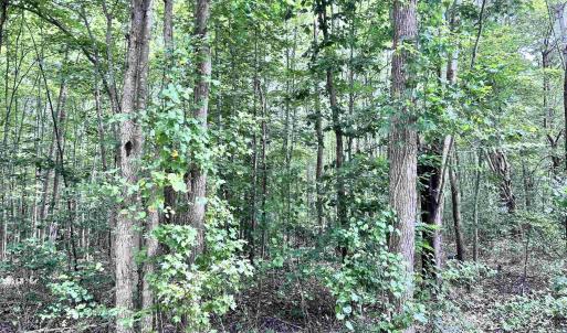 Photo #4 of TBD OLD SHORE RD, BLACKSTONE, VA 15.5 acres