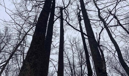 Photo #47 of DUDLEY MOUNTAIN RD, NORTH GARDEN, VA 13.5 acres