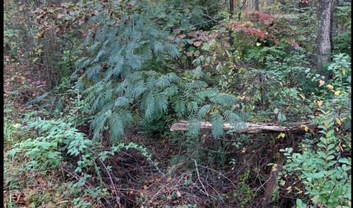 Photo #39 of DUDLEY MOUNTAIN RD, NORTH GARDEN, VA 13.5 acres