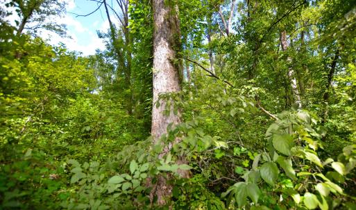 Photo #15 of DUDLEY MOUNTAIN RD, NORTH GARDEN, VA 13.5 acres