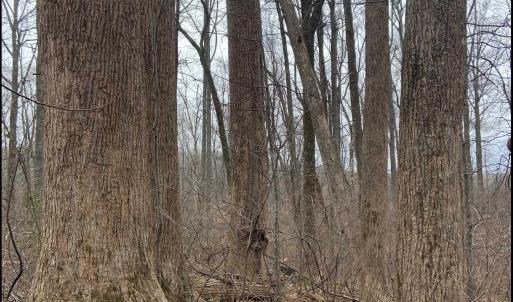 Photo #33 of DUDLEY MOUNTAIN RD, NORTH GARDEN, VA 13.5 acres