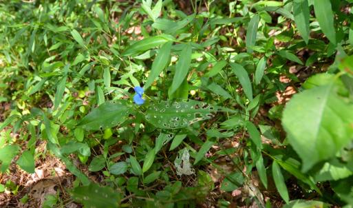 Photo #29 of DUDLEY MOUNTAIN RD, NORTH GARDEN, VA 13.5 acres