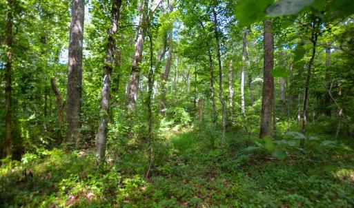 Photo #21 of DUDLEY MOUNTAIN RD, NORTH GARDEN, VA 13.5 acres