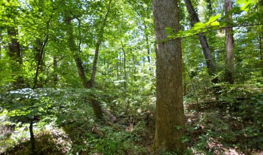 Photo #22 of DUDLEY MOUNTAIN RD, NORTH GARDEN, VA 13.5 acres
