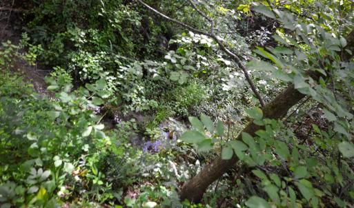 Photo #12 of DUDLEY MOUNTAIN RD, NORTH GARDEN, VA 13.5 acres